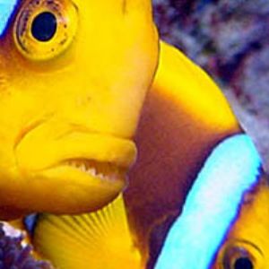 Anemone fish by Martin Dalsaso 